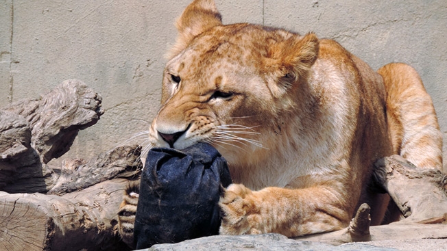 日本男子地震傳謠言 動物園獅子逃出害人 | 文章內置圖片