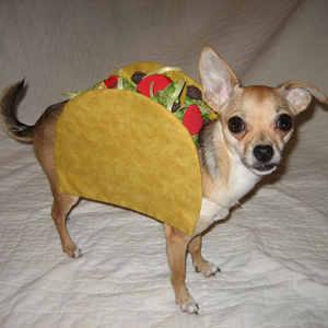taco-dog
