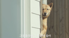 韓國舒潔出動狗狗們！如偶像劇般的拍攝手法引起你我的會心一笑