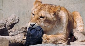 [日本動物園獅子出品限定]－史上最有野性的牛仔褲現正爆紅！！