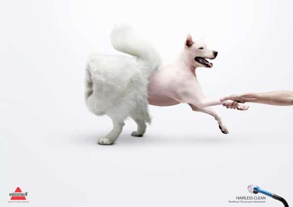 hairless-clean-husky-small-35099
