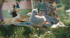 disneyland paris warms hearts adorable ad little duck
