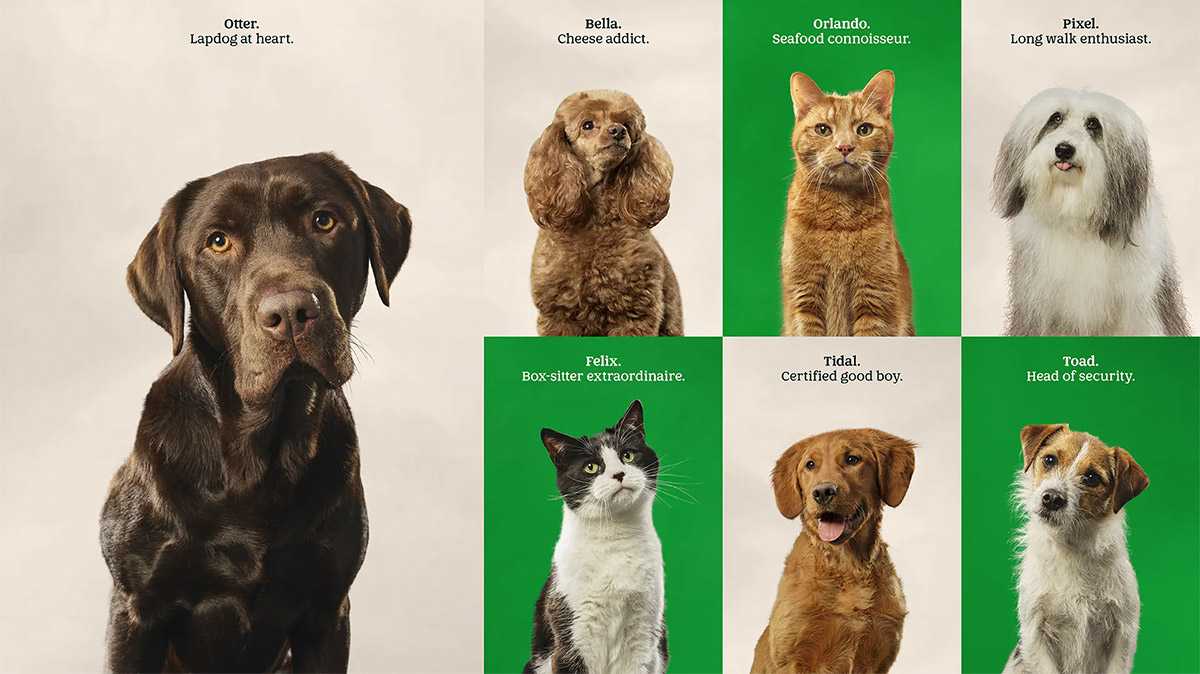 英國最大寵物連鎖店寵樂居（Pets at Home）啟用新標誌 7