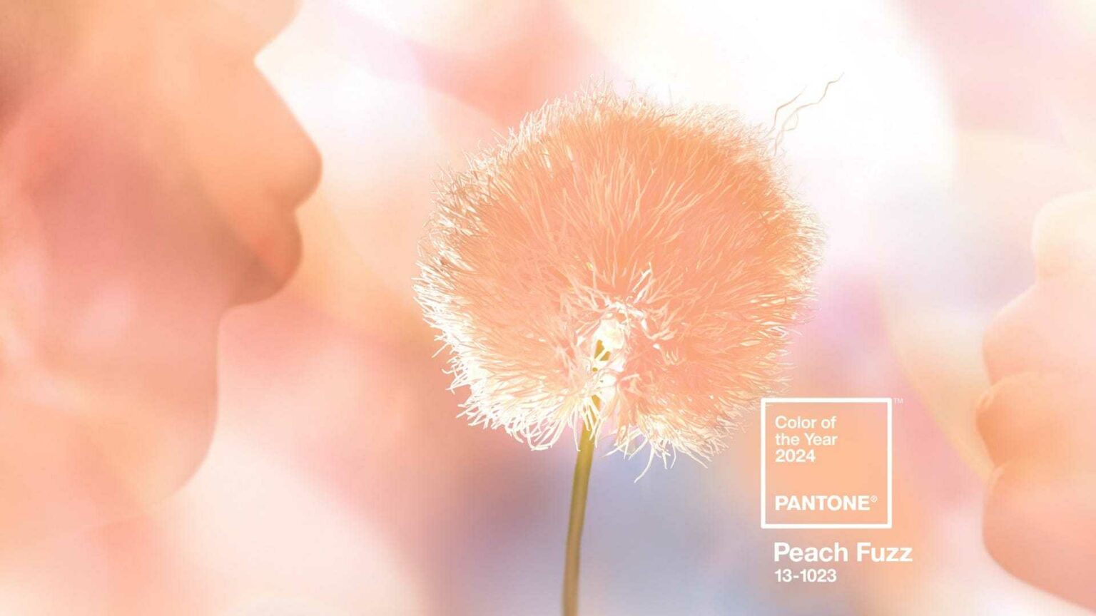 Pantone發布2024年度代表色： 柔和桃Peach Fuzz（附色值） 4